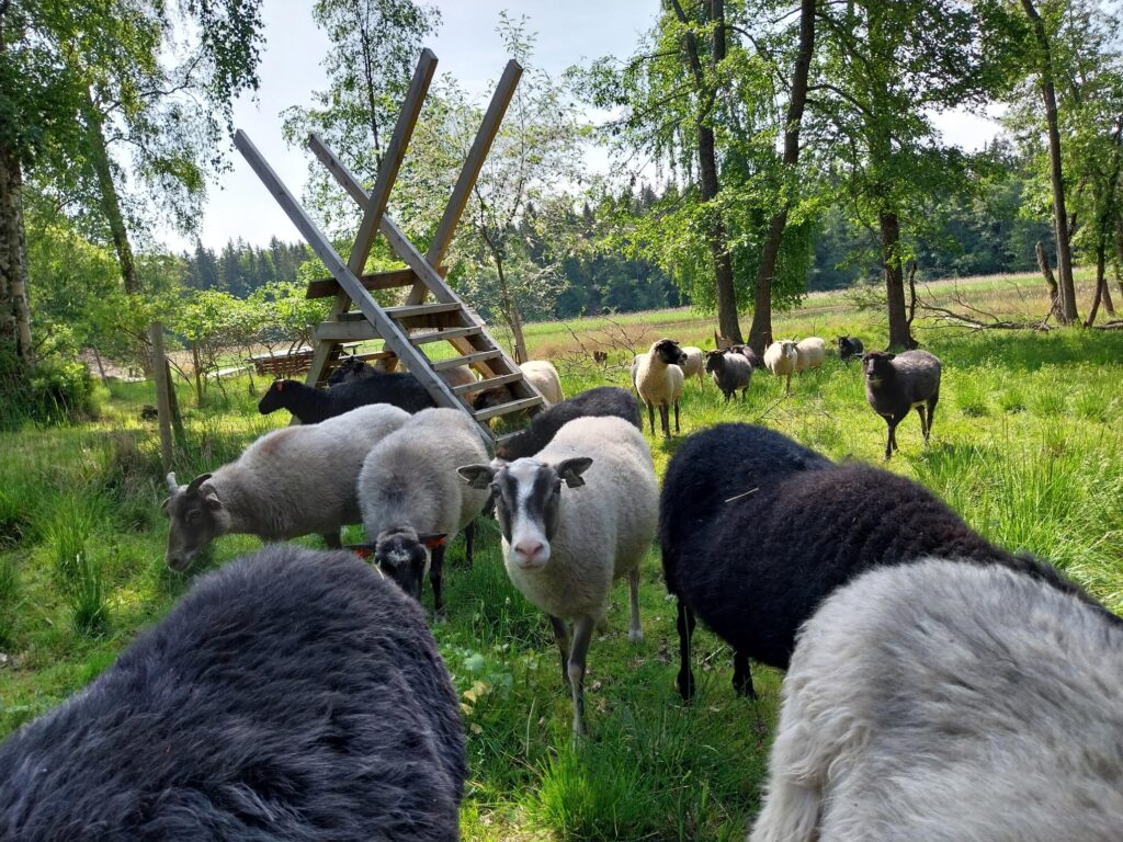 Sheep in the Rauma archipelago at Reksaari.