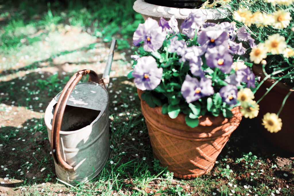 Kastelukannu ja kukkasia ruukussa.