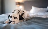 A dog on a hotel bed.