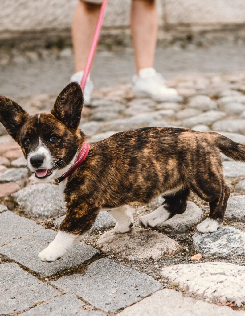 A puppy in Old Rauma.