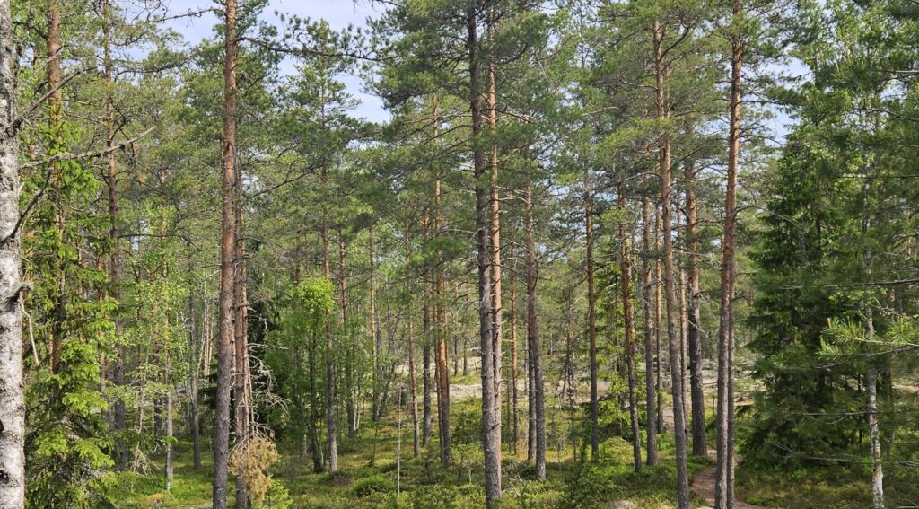People walking in Sammallahdenmäki.