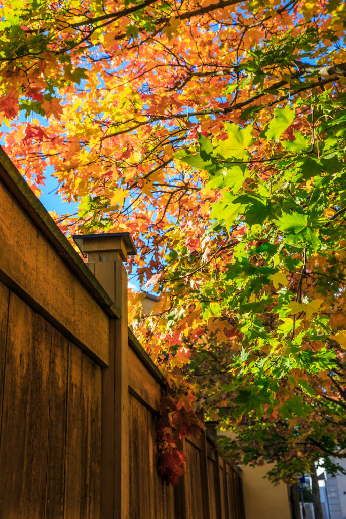 A wooden fence and colorful leaves.