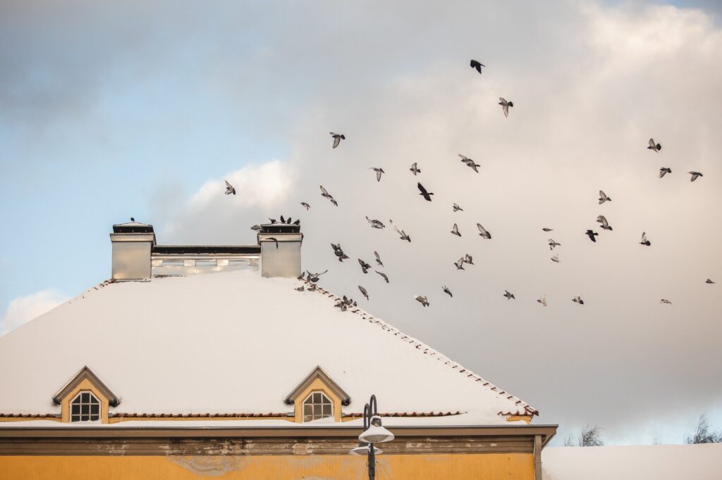 Birds flying over an Old Rauma house's roof with snow on top of it.