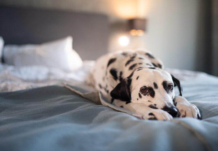 A dog lying on a hotel bed.